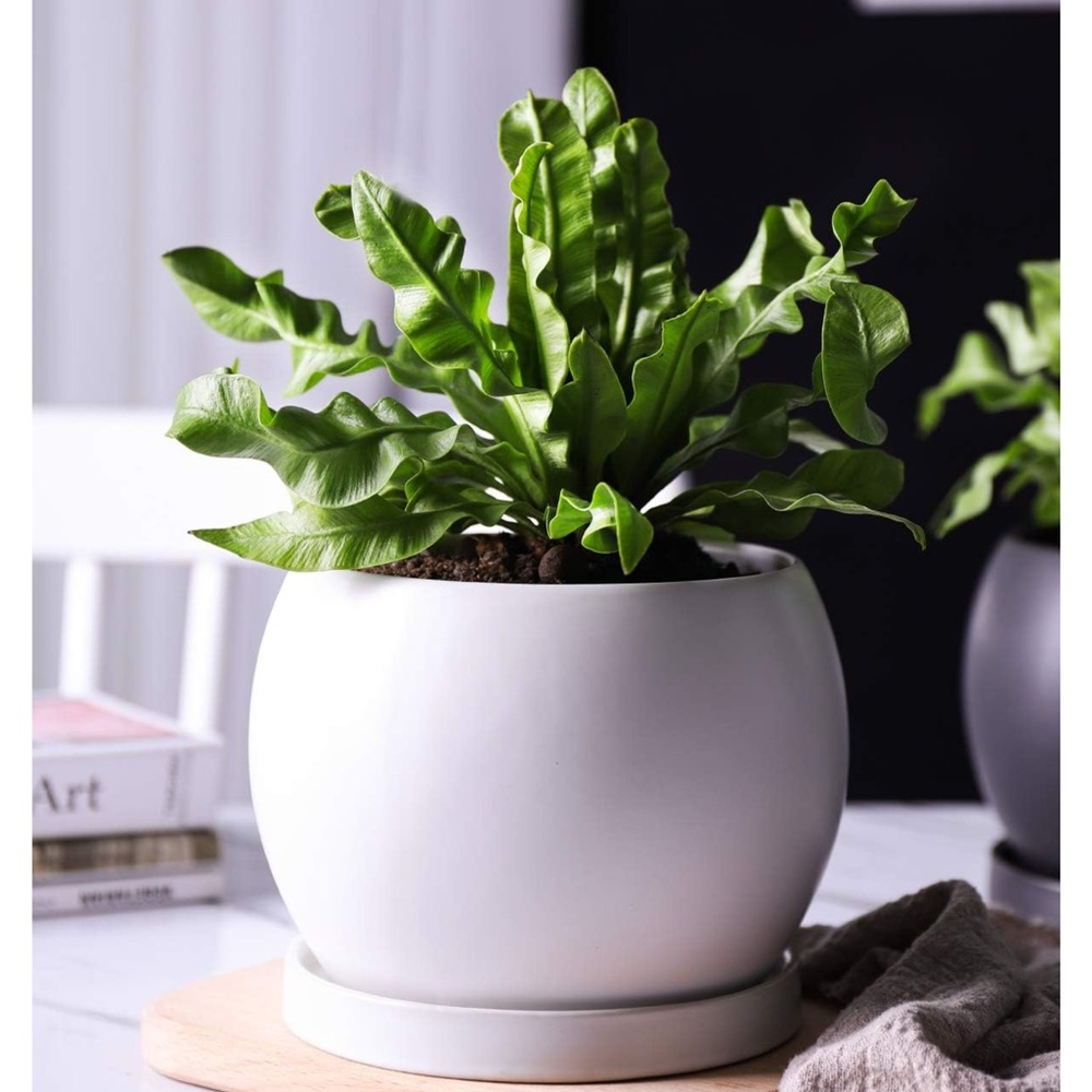 White Ceramic Planter with Green Plant